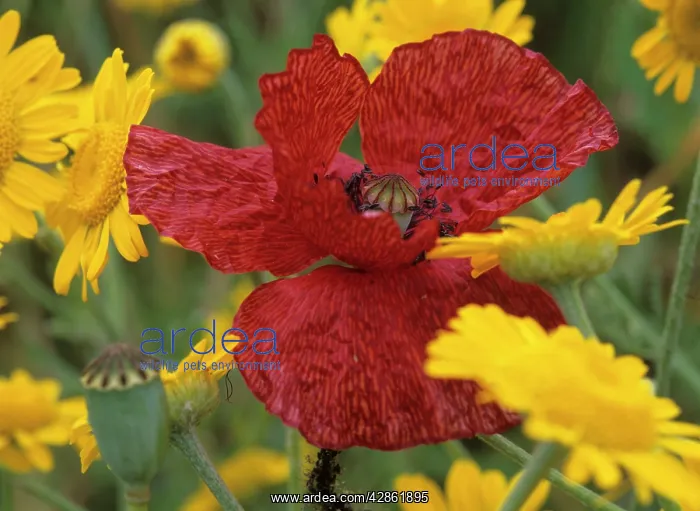 : Field Poppy - among yellow Crown Daisies (Chrysanthemum : Field Poppy - among yellow Crown Daisies (Chrysanthemum