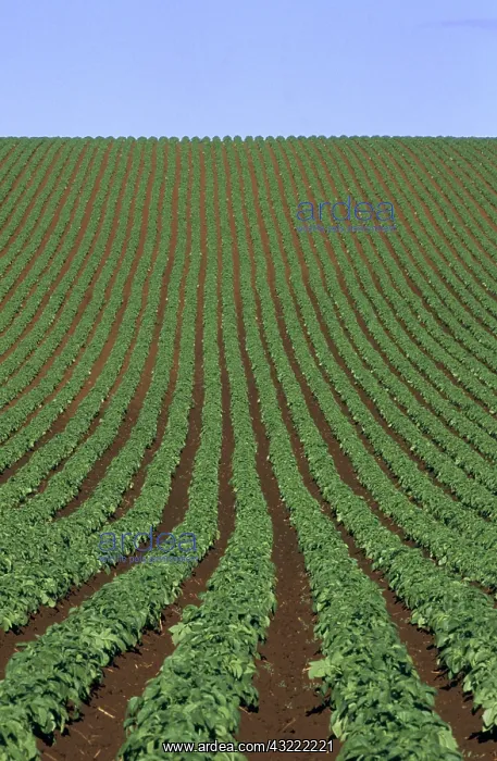  : Field of potatoes