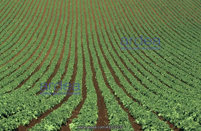 : Field of potatoes : Field of potatoes