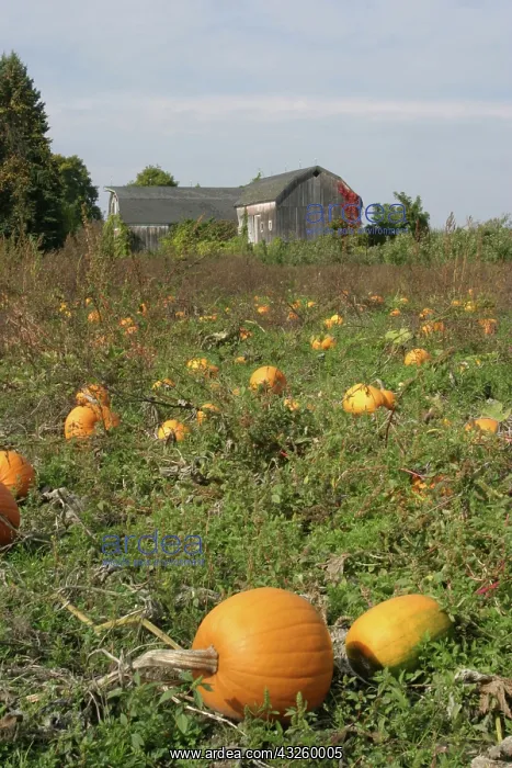 : Field of Pumpkins : Field of Pumpkins