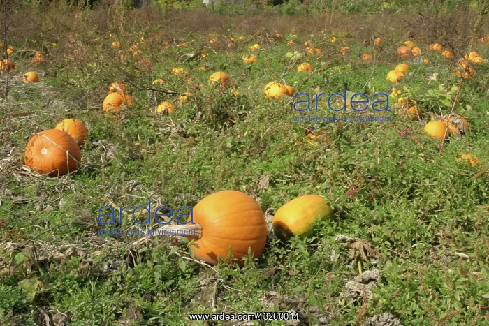 : Field of Pumpkins : Field of Pumpkins