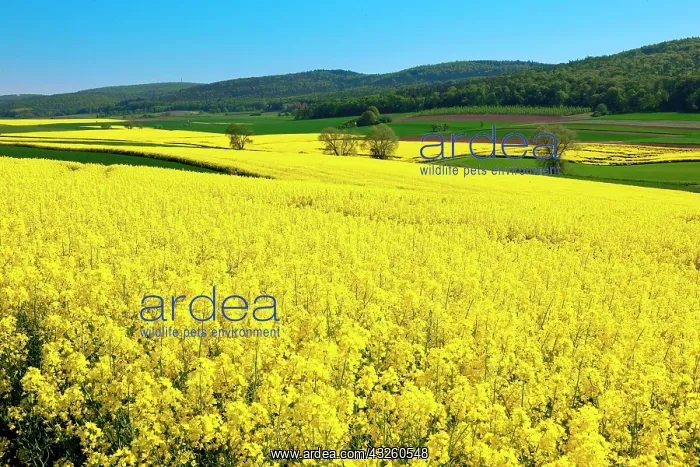 : Field of Rape (Brassica napus) : Field of Rape (Brassica napus)