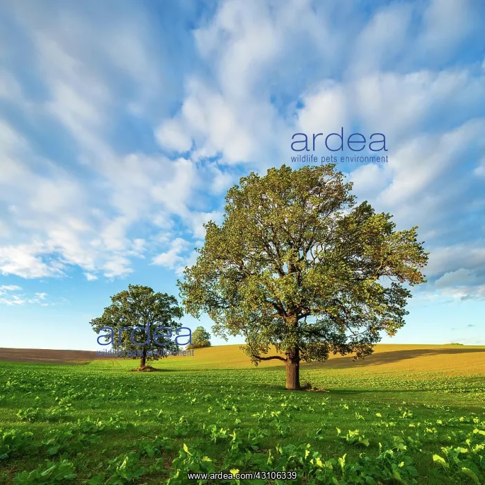 : Field with Rape (Brassica napus) Winter seed, Large : Field with Rape (Brassica napus) Winter seed, Large