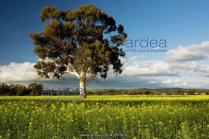 : Field of Rape / Canola - in flower, with Eucalyptus tree : Field of Rape / Canola - in flower, with Eucalyptus tree