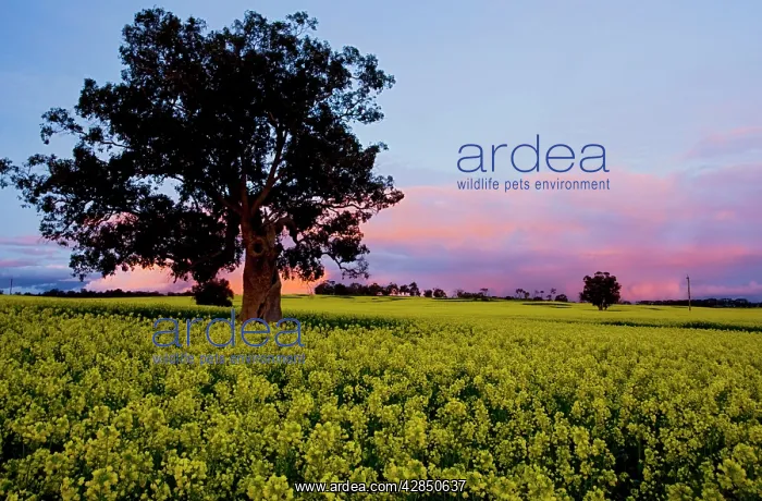 : Field of Rape / Canola - in flower, at sunset : Field of Rape / Canola - in flower, at sunset