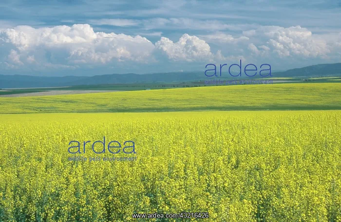 : Field of Rapeseed for Canola Oil : Field of Rapeseed for Canola Oil
