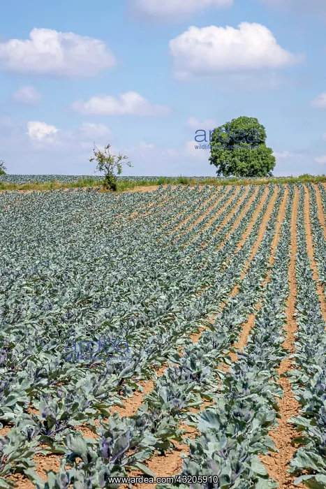 : Field with red cabbage (Brassica oleracea convar : Field with red cabbage (Brassica oleracea convar