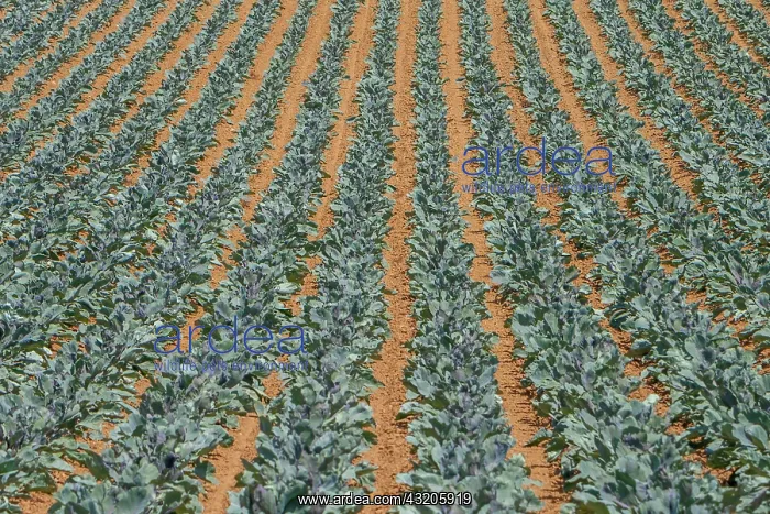 : Field with red cabbage (Brassica oleracea convar : Field with red cabbage (Brassica oleracea convar