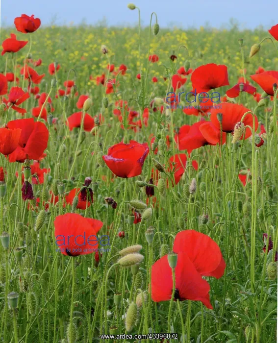 : Field of red poppies (Papaver rhoeas) flowers close : Field of red poppies (Papaver rhoeas) flowers close