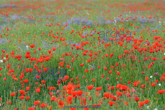 : Field with Red Poppies (Papaver rhoeas), Hesse : Field with Red Poppies (Papaver rhoeas), Hesse
