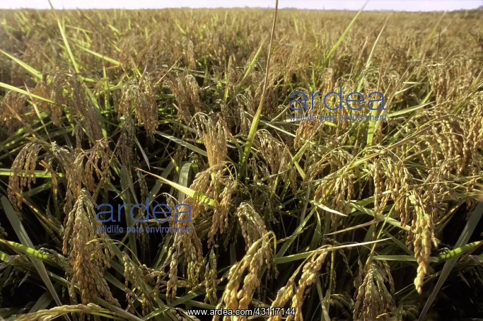 : Field of rice : Field of rice