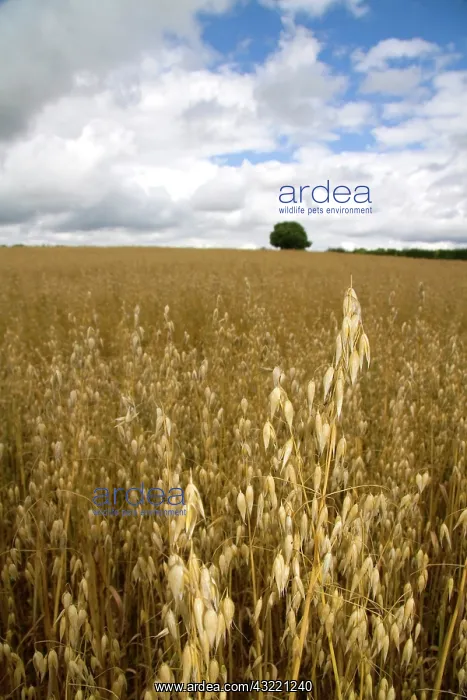 : Field of ripe oats in the Cotswolds of West-Central : Field of ripe oats in the Cotswolds of West-Central