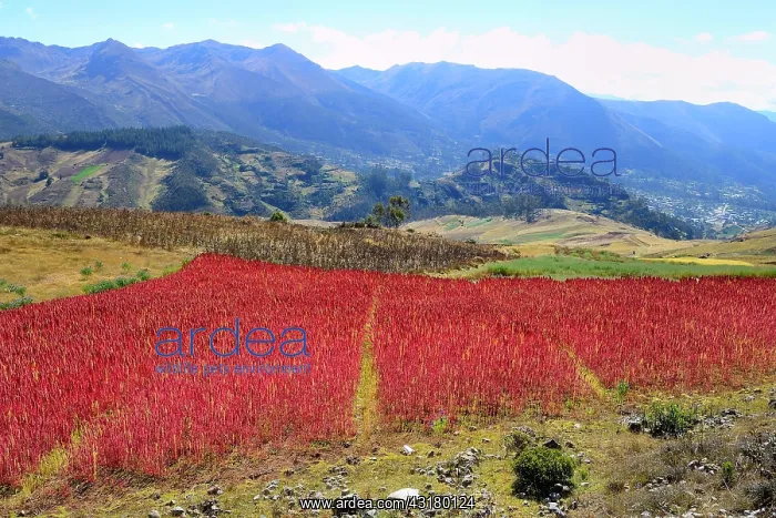 : Field with ripe quinoa (Chenopodium quinoa), Andahuaylas : Field with ripe quinoa (Chenopodium quinoa), Andahuaylas