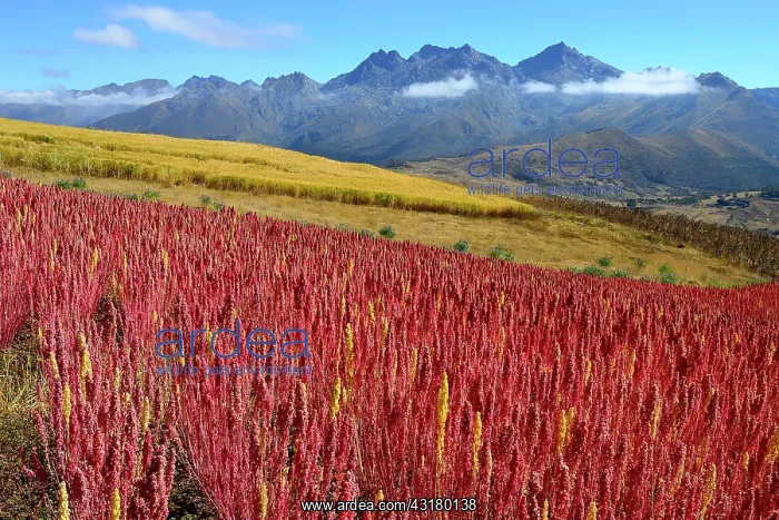 : Field with ripe quinoa (Chenopodium quinoa), Andahuaylas : Field with ripe quinoa (Chenopodium quinoa), Andahuaylas