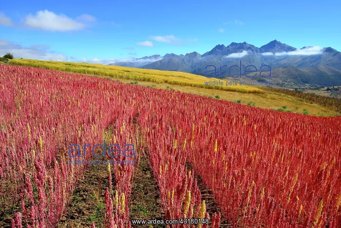 : Field with ripe quinoa (Chenopodium quinoa), Andahuaylas : Field with ripe quinoa (Chenopodium quinoa), Andahuaylas