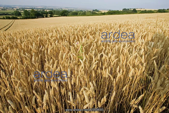 : Field of ripe wheat ready for harvesting : Field of ripe wheat ready for harvesting