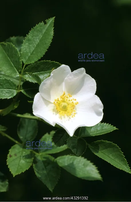 : FIELD ROSE : FIELD ROSE