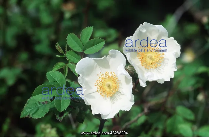 : FIELD ROSE - x two blooms : FIELD ROSE - x two blooms