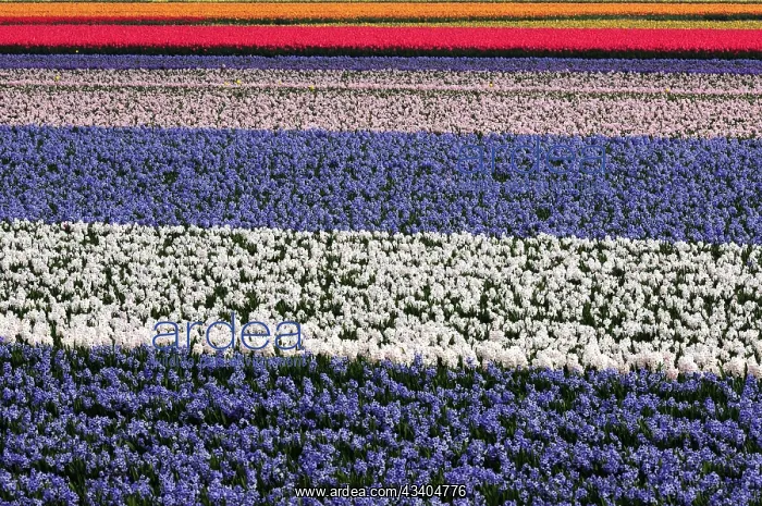 : Field with rows of colourful cultivated hyacints : Field with rows of colourful cultivated hyacints