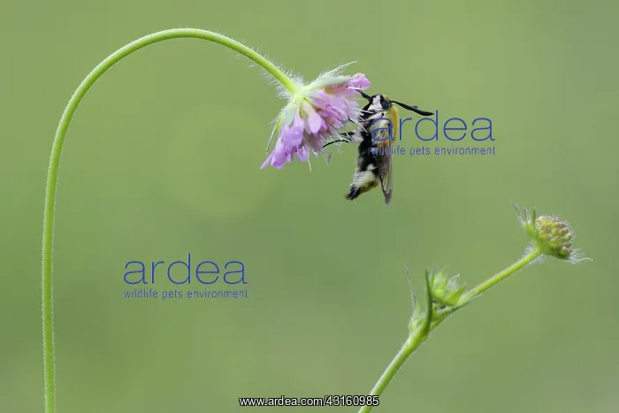: Field Scabious : Field Scabious
