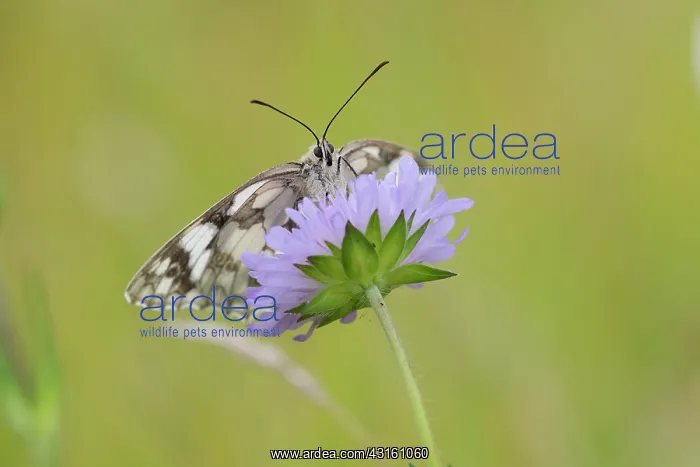  : Field Scabious