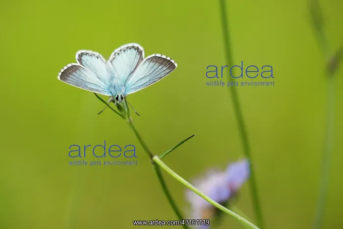 : Field Scabious : Field Scabious
