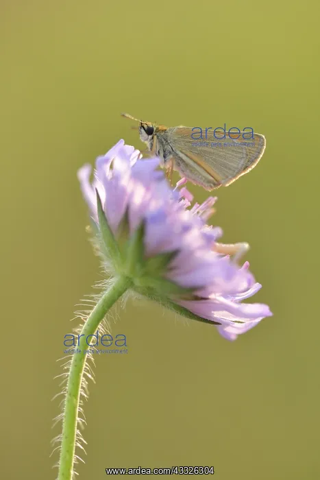 : Field Scabious : Field Scabious