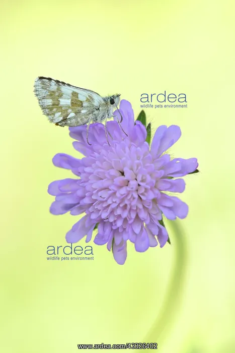  : Field Scabious