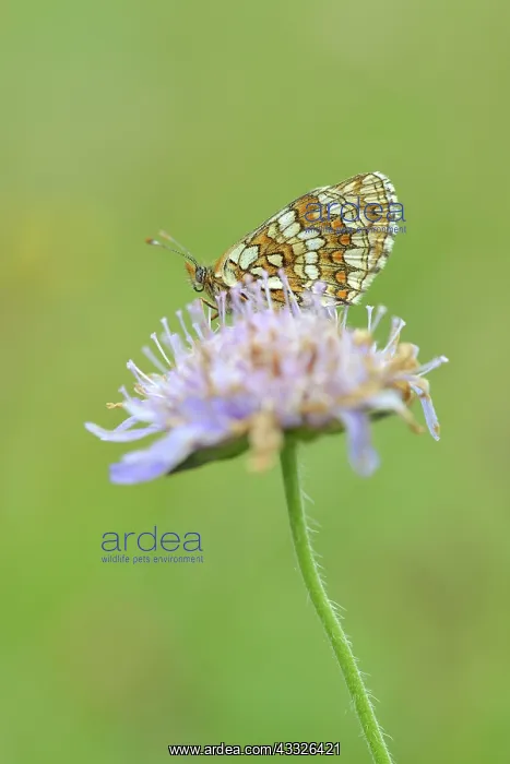 : Field Scabious : Field Scabious