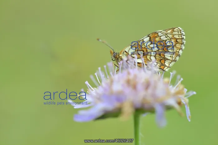 : Field Scabious : Field Scabious