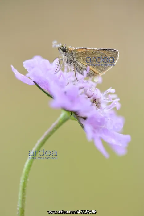 : Field Scabious : Field Scabious