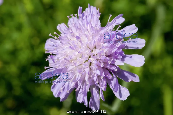 : Field scabious - close up of flower growing in a meadow : Field scabious - close up of flower growing in a meadow