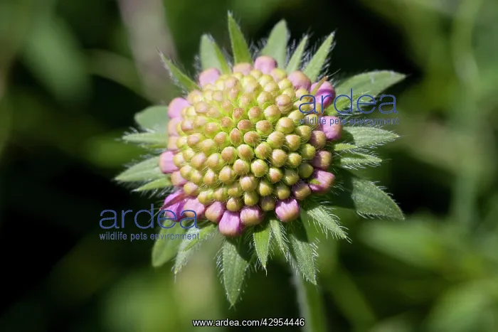 : Field Scabious - close up of flower growing in a meadow : Field Scabious - close up of flower growing in a meadow