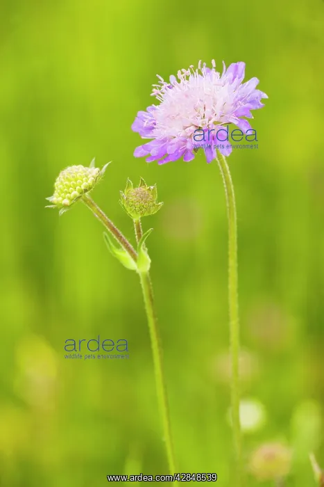 : Field Scabious - in flower on downland : Field Scabious - in flower on downland