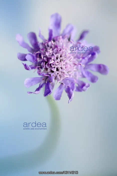 : Field scabious, Knautia arvensis, Close front view : Field scabious, Knautia arvensis, Close front view