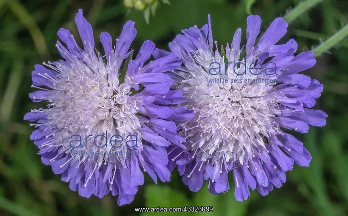 : Field scabious, Knautia arvensis, flowers in chalk : Field scabious, Knautia arvensis, flowers in chalk