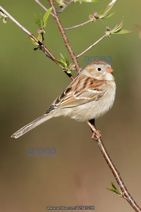 : Field Sparrow : Field Sparrow