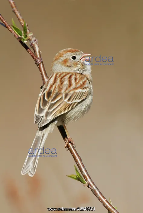: Field Sparrow : Field Sparrow