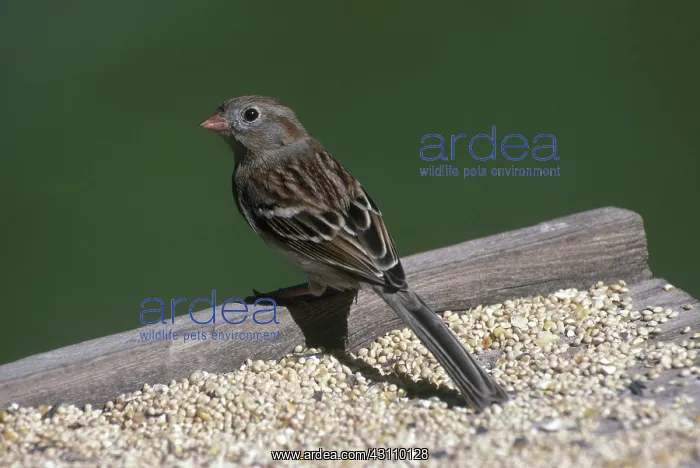 : Field Sparrow : Field Sparrow