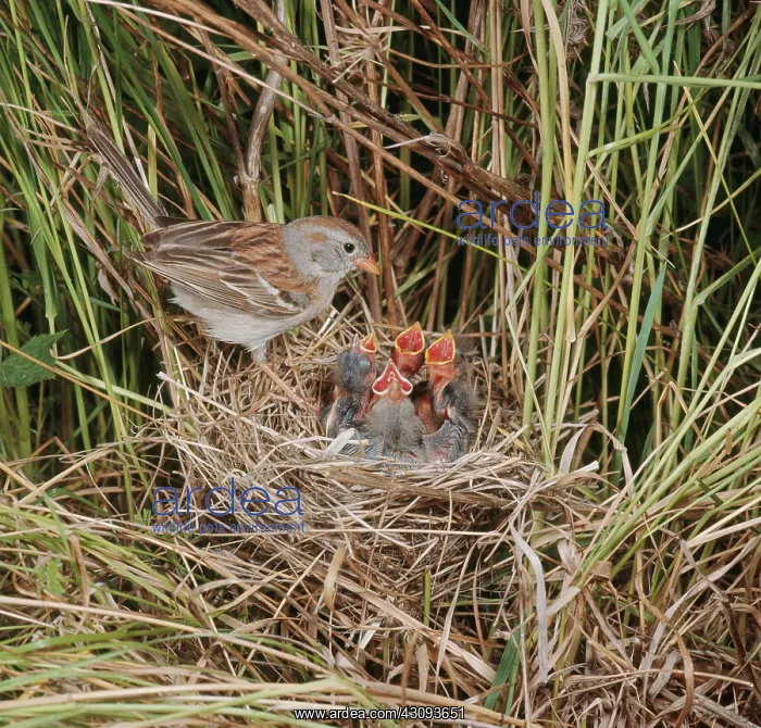 : Field Sparrow at nest : Field Sparrow at nest