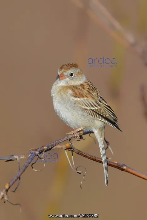 : Field Sparrow Spizella pusilla Bird perched on small s : Field Sparrow Spizella pusilla Bird perched on small s