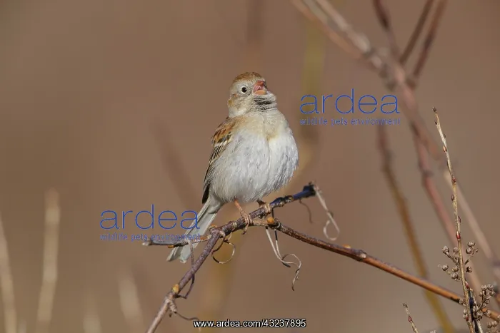 : Field Sparrow Spizella pusilla Bird perched on small s : Field Sparrow Spizella pusilla Bird perched on small s