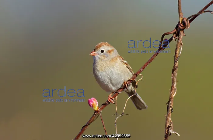 : Field Sparrow. On spring time breeding territory : Field Sparrow. On spring time breeding territory