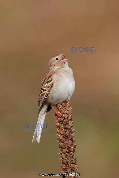 : Field Sparrow. On spring time breeding territory : Field Sparrow. On spring time breeding territory