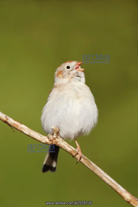 : Field Sparrow - in winter plumage : Field Sparrow - in winter plumage