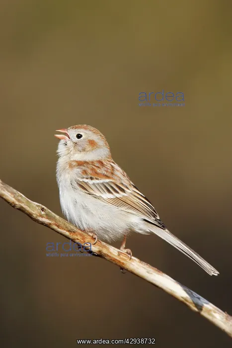 : Field Sparrow - in winter plumage : Field Sparrow - in winter plumage