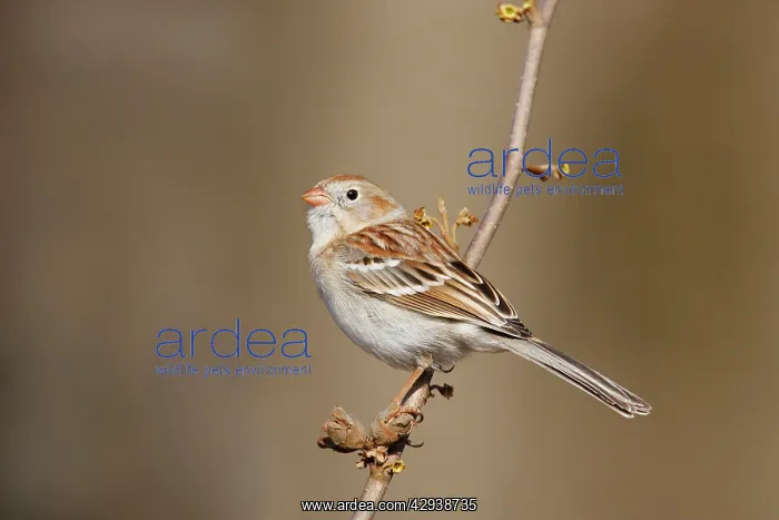 : Field Sparrow - in winter plumage : Field Sparrow - in winter plumage