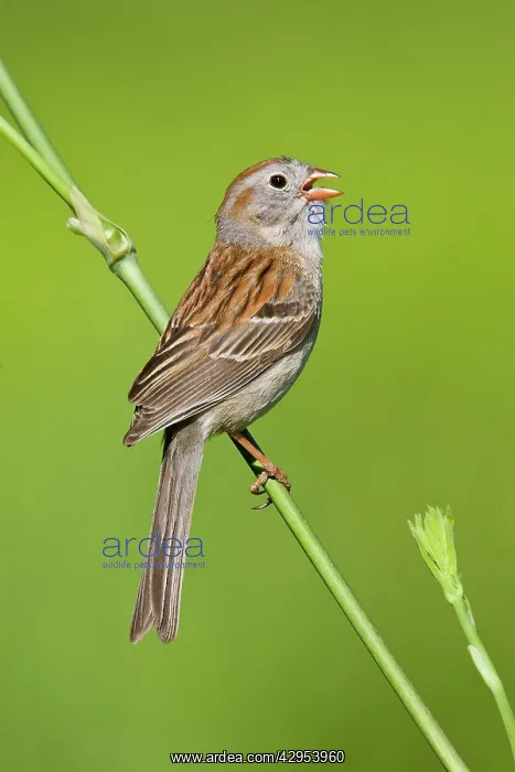 : Field Sparrow - in winter plumage : Field Sparrow - in winter plumage