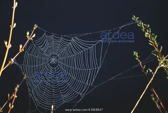 : Field Spider Web : Field Spider Web