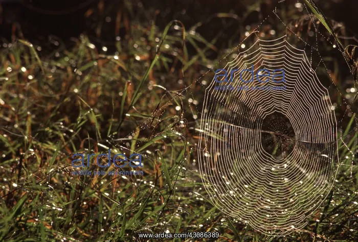 : Field Spider Web : Field Spider Web